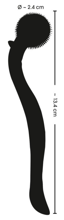 Черное колесо Вартенберга Micro Pinwheel - 13,4 см.